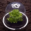 Cloches pour plants de salade X12