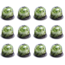 Cloches pour plants de salade X12