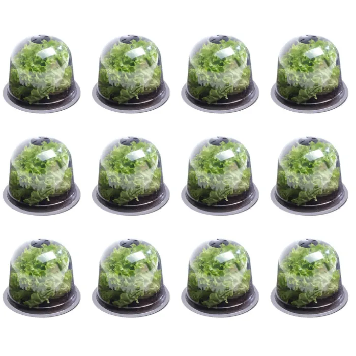 Cloches pour plants de salade X12