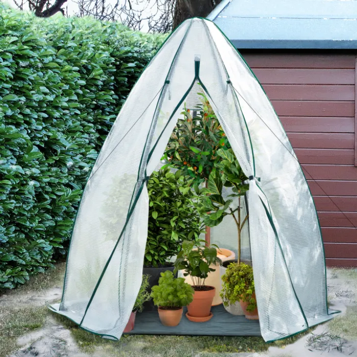 Serre pour hivernage des plantes